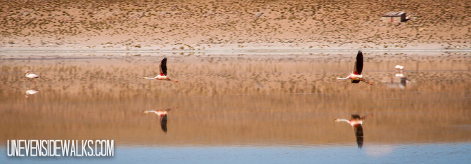 Flamingos flying Fast and Low Over Lake with Reflection